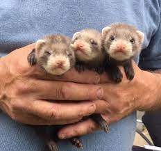 100 Ferrets Ideas In 2021 Cute Ferrets Pet Ferret Baby Ferrets