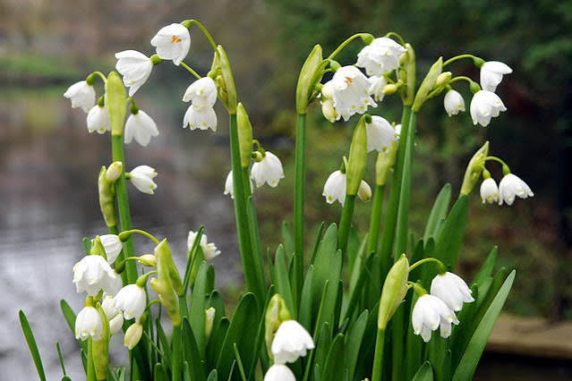 Leucojum / Snowflakes