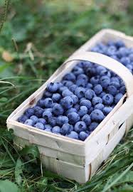 Picking Blueberries Blueberry Farm Blueberry Blueberry Picking