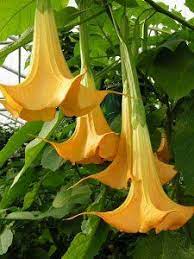 Beautiful Brugmansias Angel Trumpet Plant Angel Trumpet Brugmansia