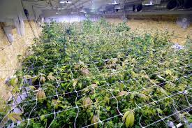You can convert an unused garage, your attic or a basement to a grow room. Grow Rooms For Medical Marijuana The Weed Scene
