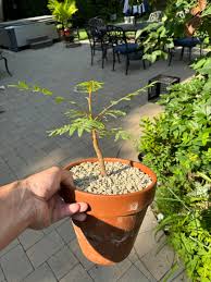 Image result for Erythrophysa