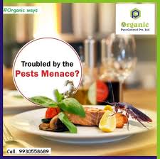 We are provide efective pest control service and 100% garunteed cockroaches have been around since million years almost the time of dinosaurs, evolving one of the most adaptable pests on the earth. Home Herbal Based Pest Control Gel Treatment In Mumbai Id 22454438230