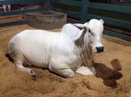 View lc's stock price, price target, earnings, financials, forecast, insider trades, news, and sec filings at marketbeat. Brahman Cows For Sale Myads Africa