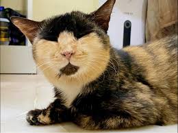 Did somebody say National Lazy Day? You don't need to tell us twice... 😴🤣