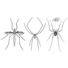 Pictures of daddy long legs. Myth A Daddy Longlegs Is A Kind Of Spider Burke Museum