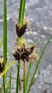 Image result for Bolboschoenus