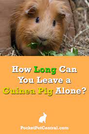 Pin On Guinea Pig Facts