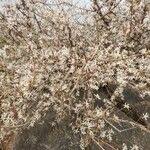 Image result for Feretia