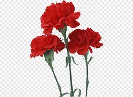 Free providing high resolution and excellent quality png image collections with transparent background. Carnation Png Images Pngegg