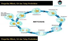 Meiosis sel pembiakan pembentukan gamet. Pengertian Mitosis Ciri Dan Tahap Pembelahan