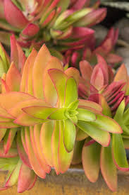 Image result for Crassula capitella