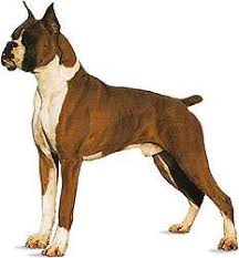 Dog History Domestication Physical Traits Breeds