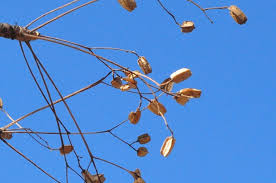 Image result for Kirkia acuminata