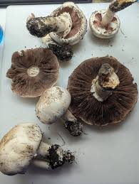 Image result for Xanthoconium sp.