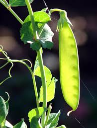 Image result for Pisum sativum