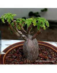 Image result for Obetia