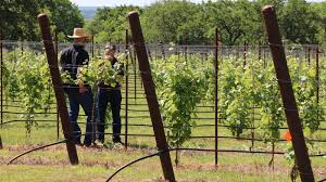 Maybe you would like to learn more about one of these? Record Harvest Again Forecast For Texas Wines This Year Texas Standard