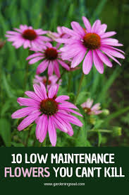 A tropical plant, this plant is ideal for florida's summer rainy season. 10 Low Maintenance Flowers You Can T Kill Plants Flowers Perennials Florida Gardening