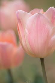 Tulip Flowers Macro Photography Closeup Flower Photos Macro Photography Flowers Tulips Flowers