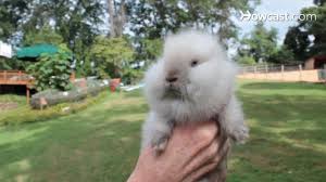 Lionhead rabbits are more prone to certain health conditions because of their small size and rabbity nature. What Is A Lionhead Rabbit Small Pets Youtube