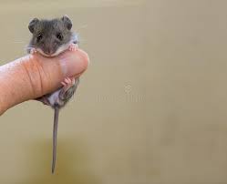 Check spelling or type a new query. 283 Mouse Feet Photos Free Royalty Free Stock Photos From Dreamstime