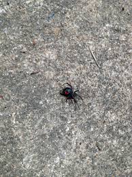 The black widow spider you know, most likely the southern or western black widow, is actually one of many different widow species. Dead Black Widow Spider Widow Spider Spider Black Widow Spider