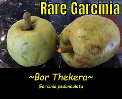 Image result for Garcinia punctata