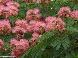 Image result for Albizia grandibracteata
