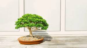 Although it is easy to care for, ficus ginseng does nonetheless require a little care to give it all the chances it needs to survive over a long period and in proper growing conditions. Bonsai Tree Care The Complete Guide Plantophiles