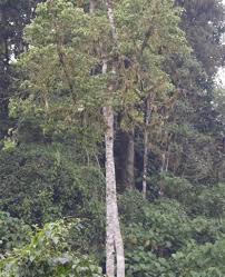 Image result for Rothmannia urcelliformis