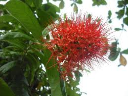 Image result for Combretum constrictum