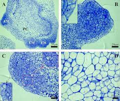 Jul 27, 2021 · in a plant cell, the cell wall is made up of cellulose, hemicellulose, and proteins while in a fungal cell, it is composed of chitin. Spatial Distribution Of Selected Chemical Cell Wall Components In The Embryogenic Callus Of Brachypodium Distachyon