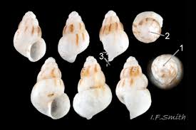 Image result for Gnidia inconspicua