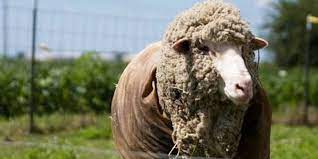 52 Weeks Of Wool Cormo Woolful Wool Sheep Sheep Wool