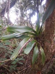 Image result for Jumellea usambarensis