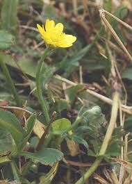 Image result for Ranunculus oreophytus