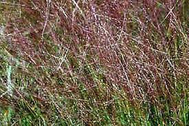 Image result for Eragrostis tef