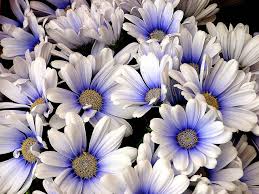 Discover our beautiful flowers and plants. Girl S Favorite Flowers Flowers For Girlfriend