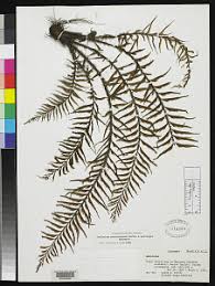 Image result for Asplenium lambinonii