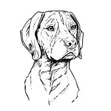 Easy dog drawing tutorial for kids.💚 for drawing online videos visit my channel qwe art here: German Shorthaired Pointer Drawing Off 71 Www Usushimd Com