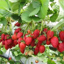 Jangan terlalu sering menyiram karena bibit . 7 Cara Mudah Menanam Strawberry Berbuah Lebat Petani Top
