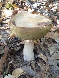 Image result for Boletus projectelloides