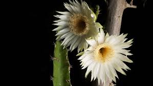 Purple flowers not only look royal, but they also add a touch of spirituality and creativity to the garden. Night Blooming Cereus Cactus Flower Stock Footage Video 100 Royalty Free 2898133 Shutterstock