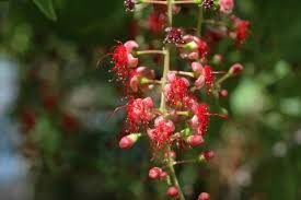 Image result for Barringtonia