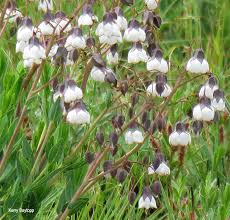 Image result for Trichodesma physaloides