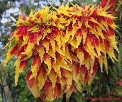 What kind of plant is joseph's coat amaranth? Plantfiles Pictures Amaranthus Chinese Spinach Fountain Plant Joseph S Coat Summer Poinsettia Splendens Amaranthus Tricolor By Kell