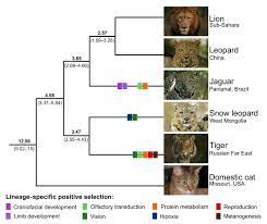 Genome Study Offers Clues About History Of Big Cats