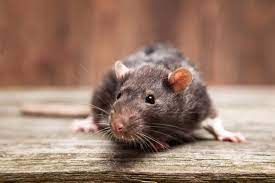 Pest control near me for rodents