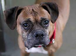 They're the best dogs for kids. Boxer Dog For Adoption In Pittsburgh Pa Adn 404238 On Puppyfinder Com Gender Male Age Senior Boxer Dogs Dog Adoption Animal Shelter
